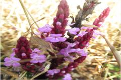 Striga gesnerioides
